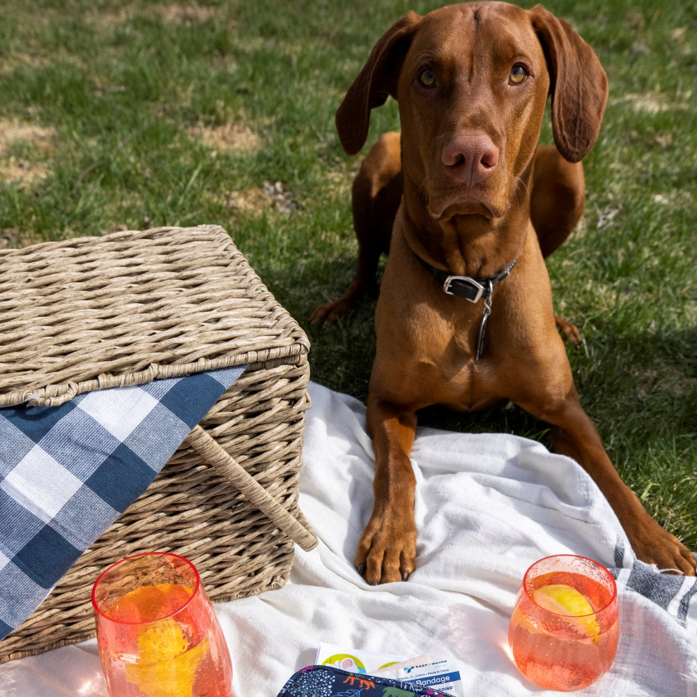 Roughhousing with Rover? Learn How to Treat a Dog Bite!