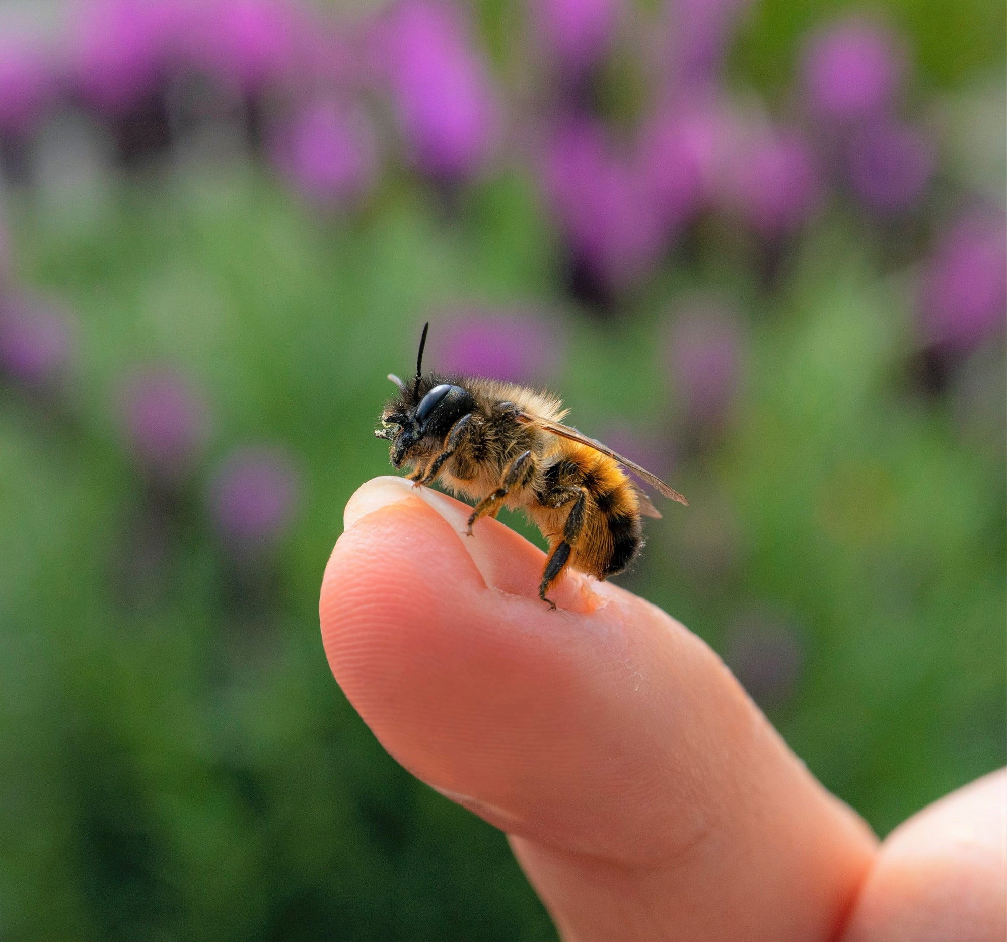 5 steps to treat your child's bee sting